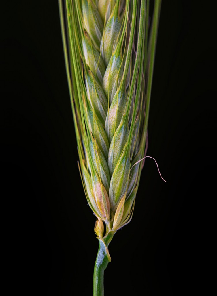 Barley Vineyard Cover Crop