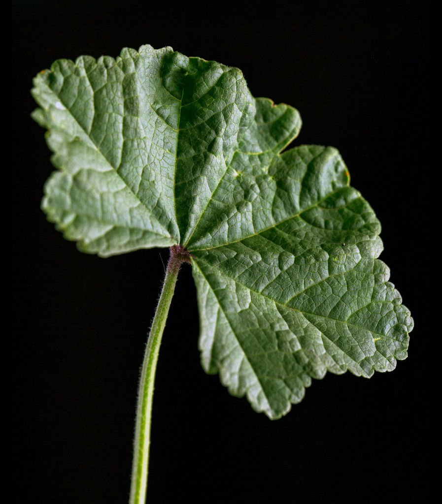 Common Mallow