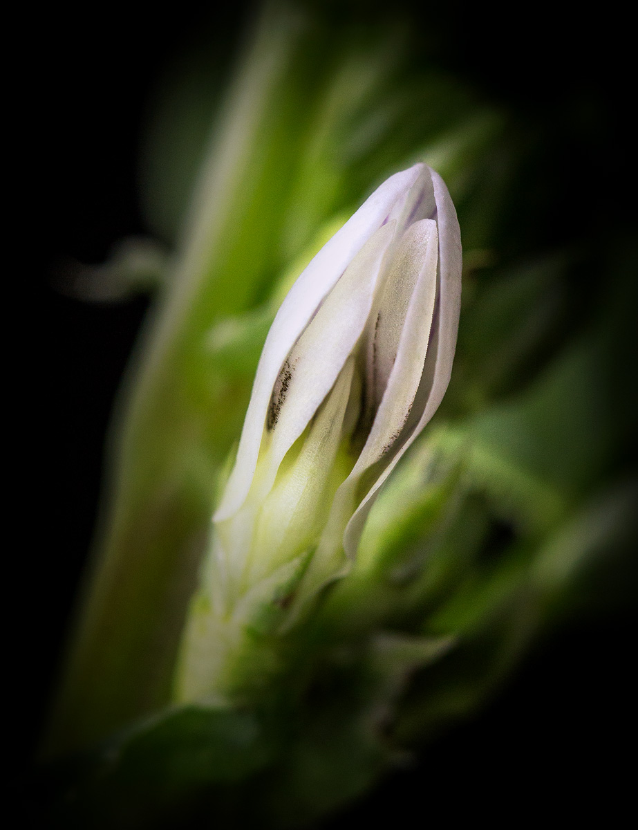 Fava Bean Flower