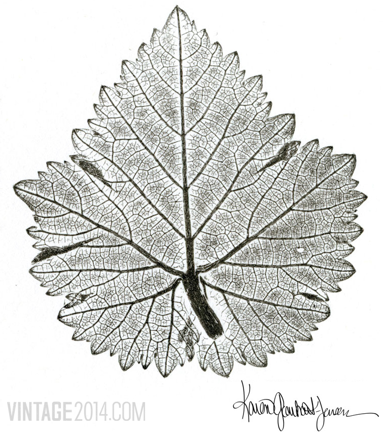 Grenache Blanc Leaf