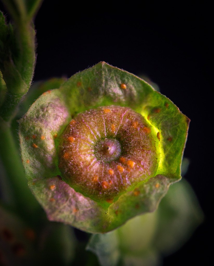 Mallow Cheeseweed