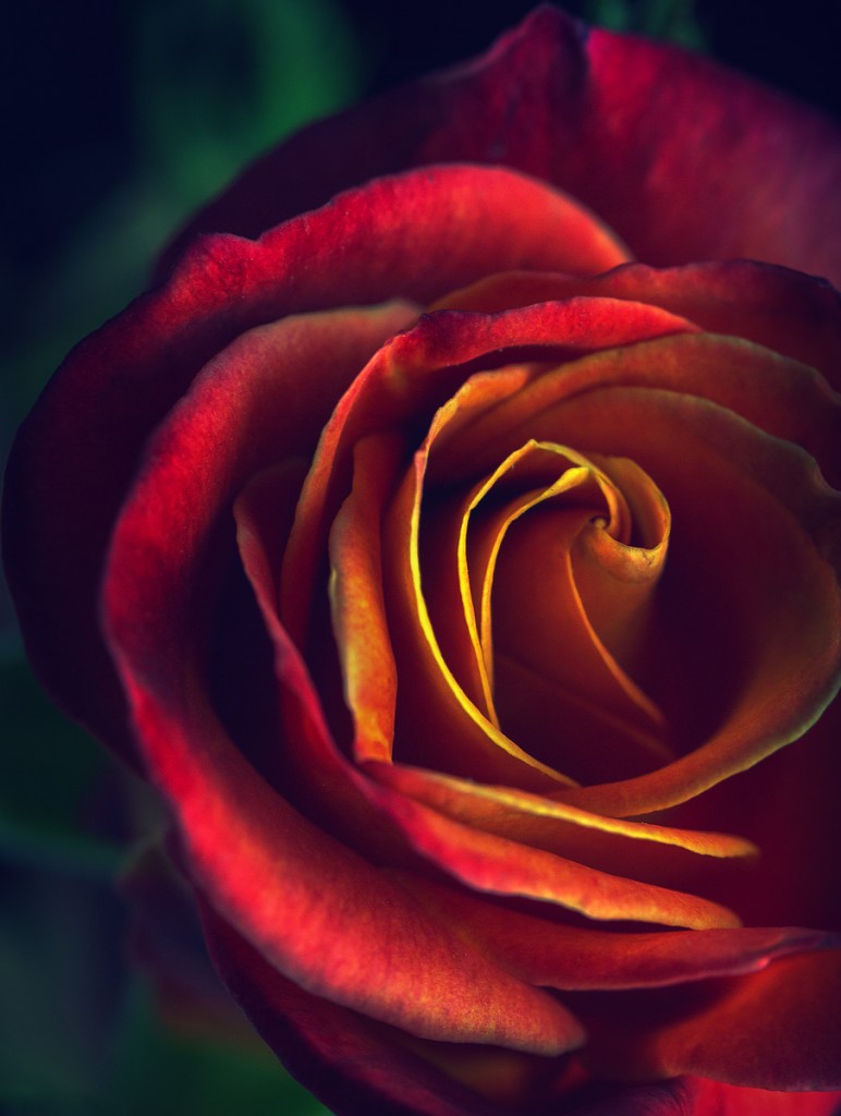 vineyard roses