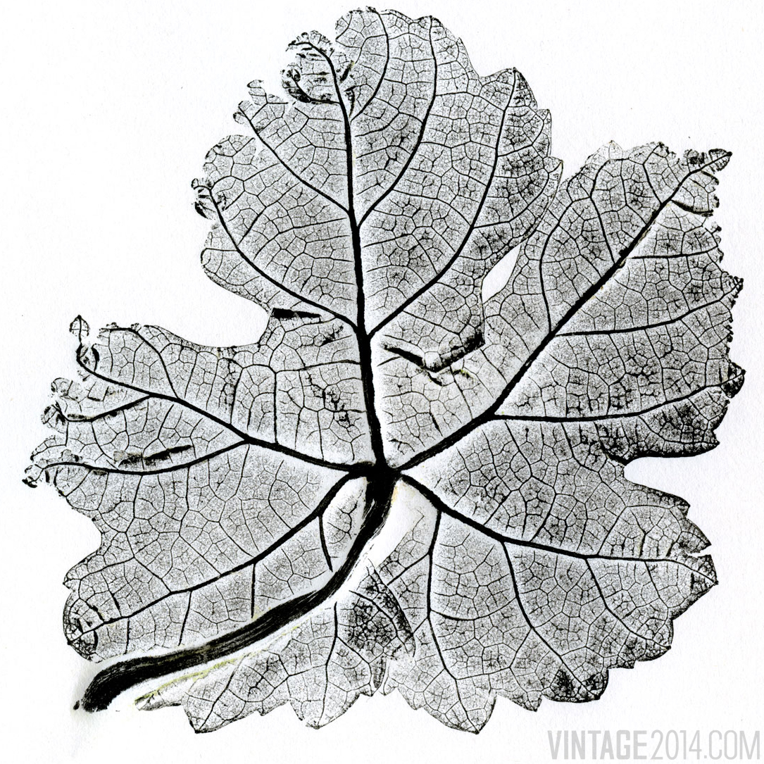 Roussanne Leaf Pressing