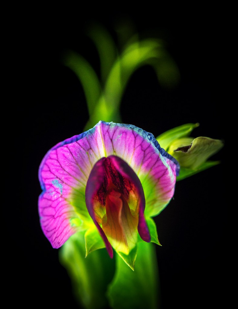 sweet pea flower in the vineyard