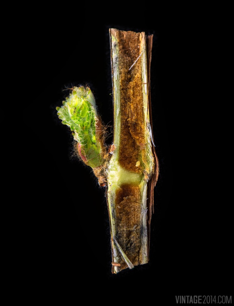 bud break cross section