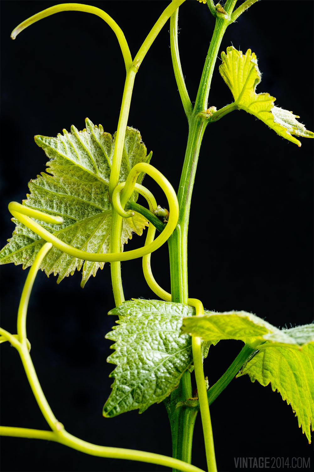 grape vine tendrils