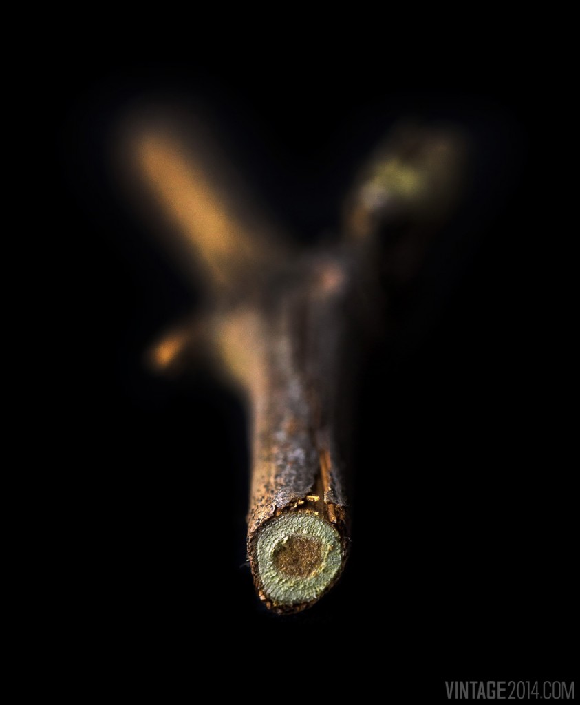 vine cane