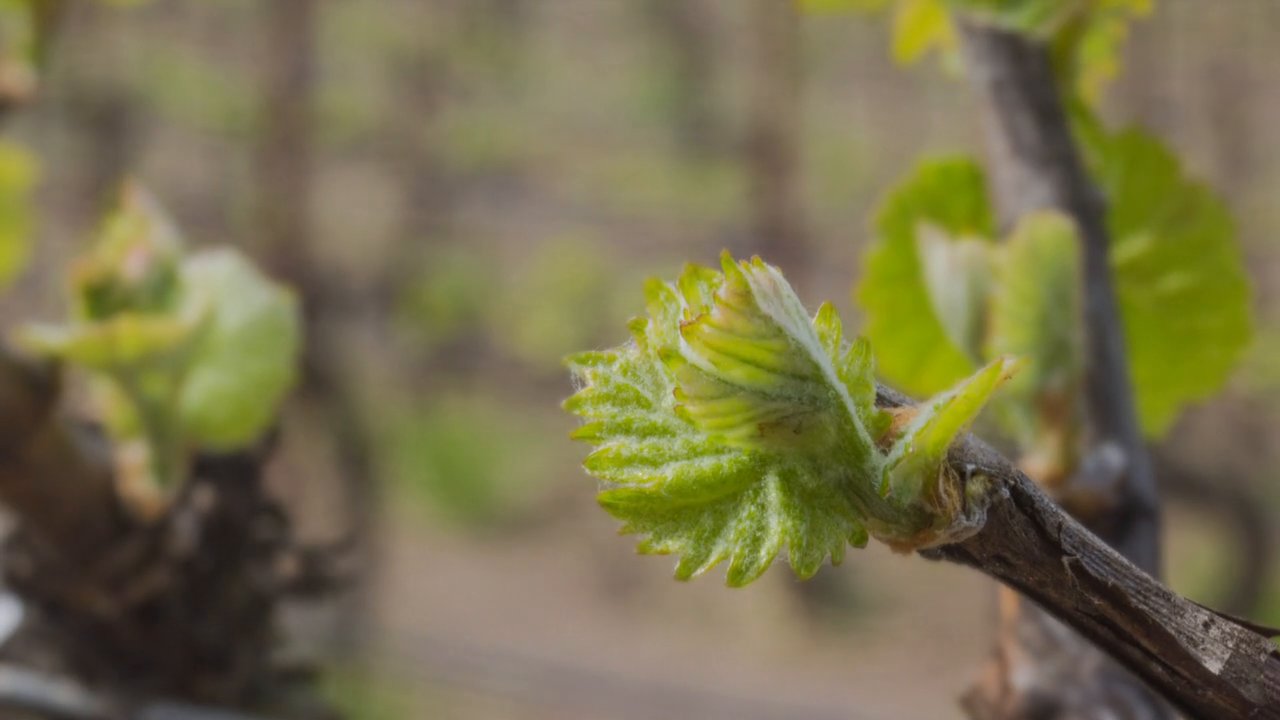 Grape Vine Bud Break Time Lapse Video