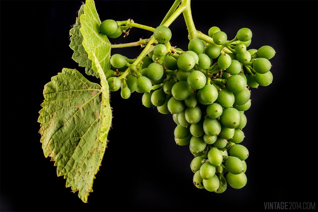 wine grape cluster set